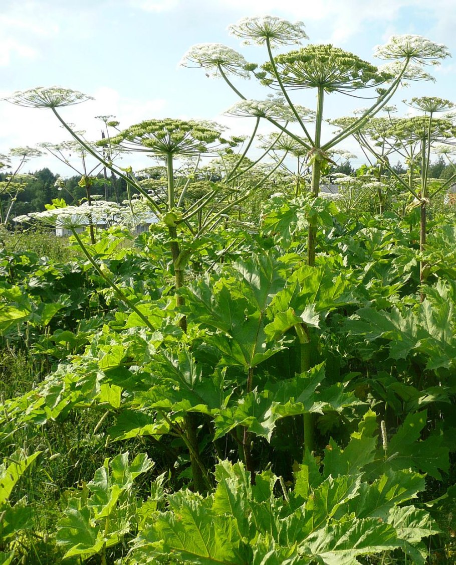 Борщевик растение