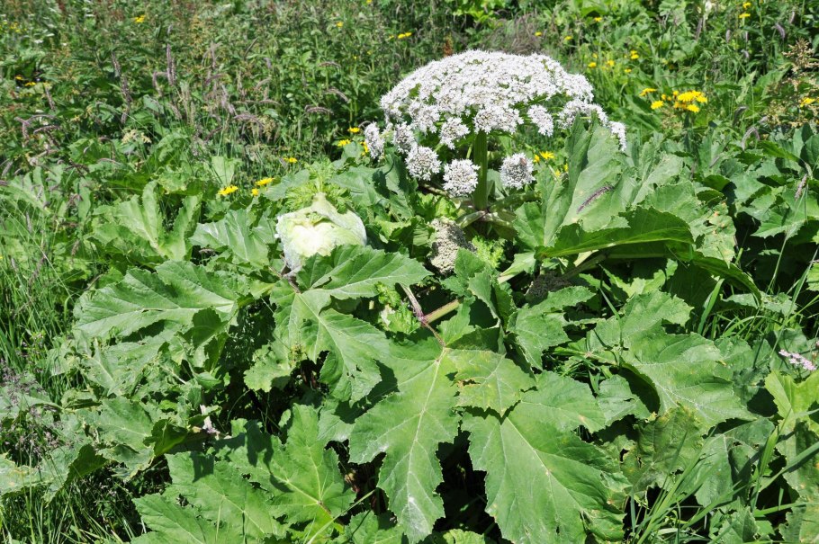 Heracleum борщевик