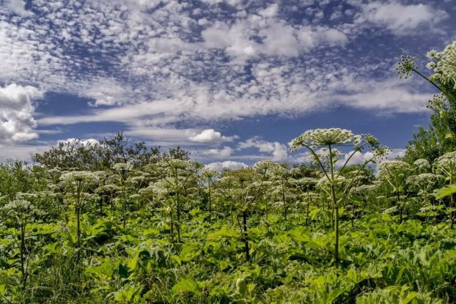 Борщевик ядовитый