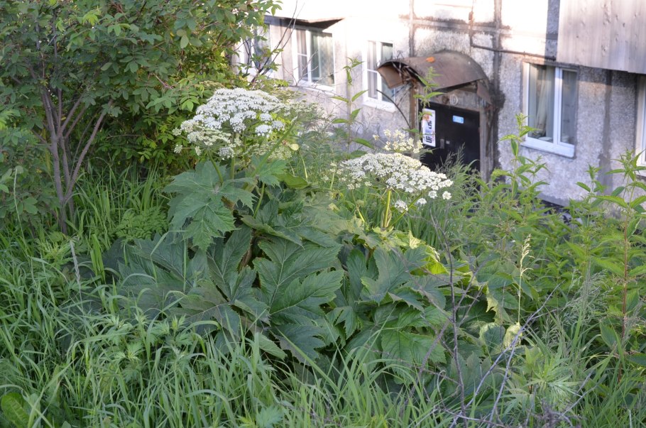 Борщевик Сибирский полевой Красноярский