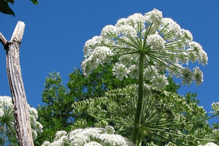 Борщевик Сосновского