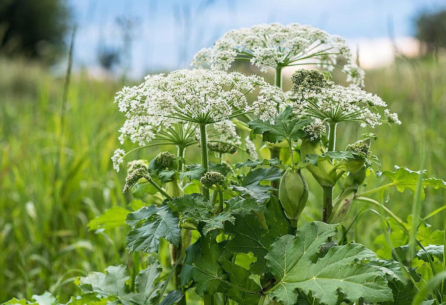 Борщевик обыкновенный ядовитое