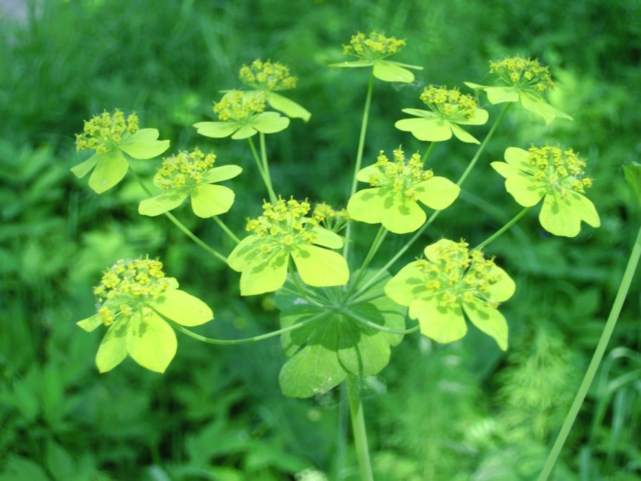 Володушка золотистая - Bupleurum Aureum