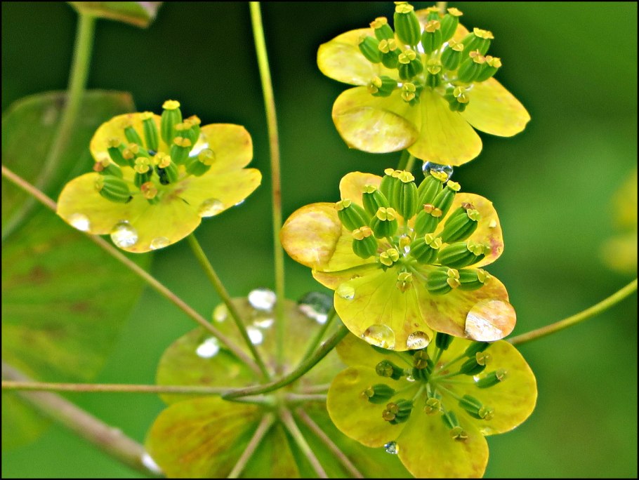 Володушка золотистая - Bupleurum Aureum