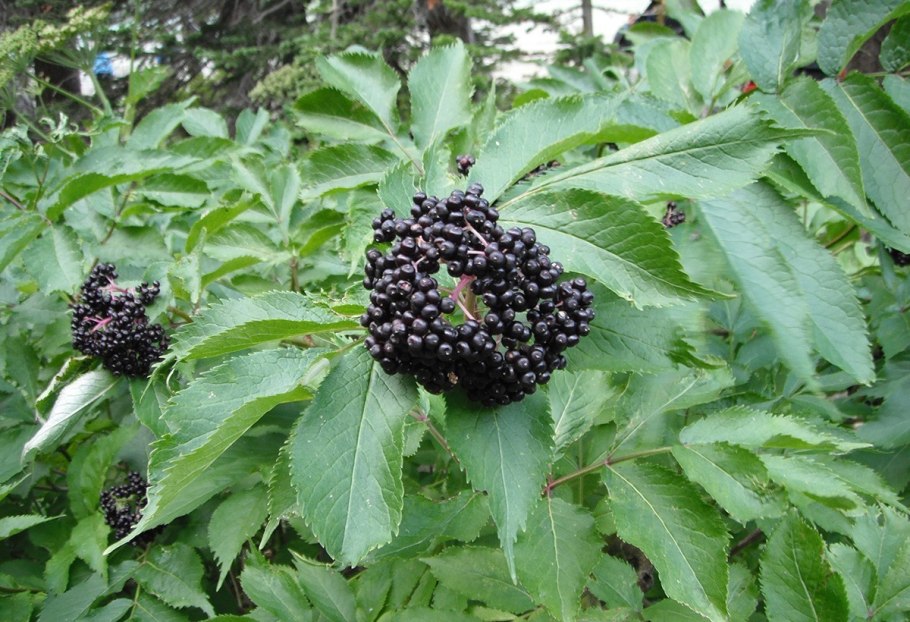 Бузина чёрная