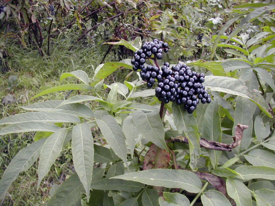 Sambucus ebulus