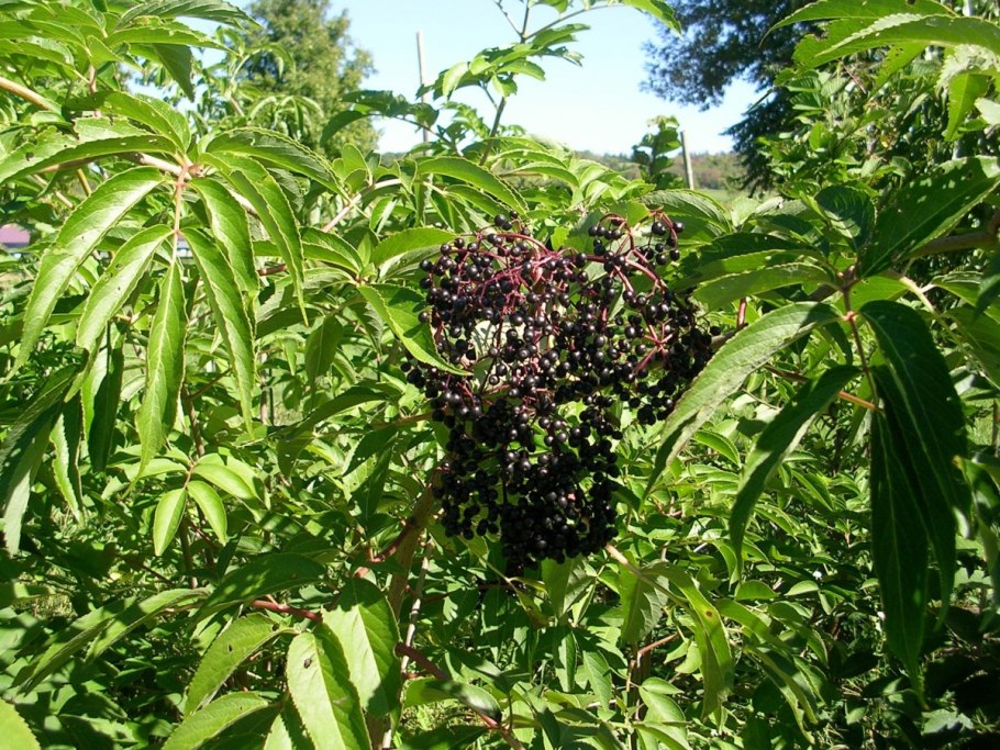 Бузина канадская (Sambucus canadensis)