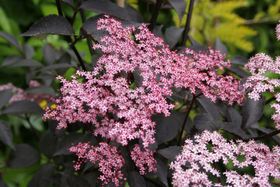 Бузина черная nigra