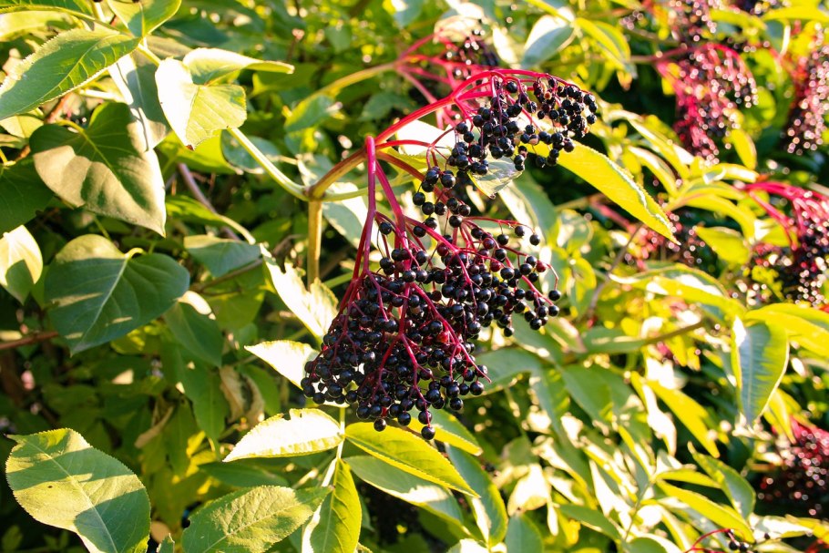 Бузина черная (sambucus