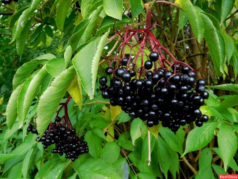 Бузина черная (Sambucus nigra)