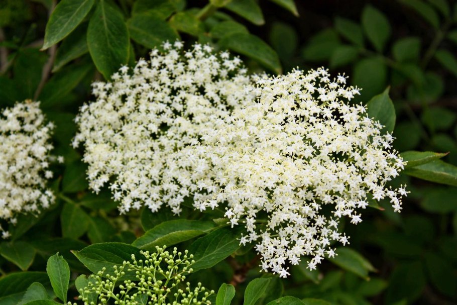 Бузина чёрная