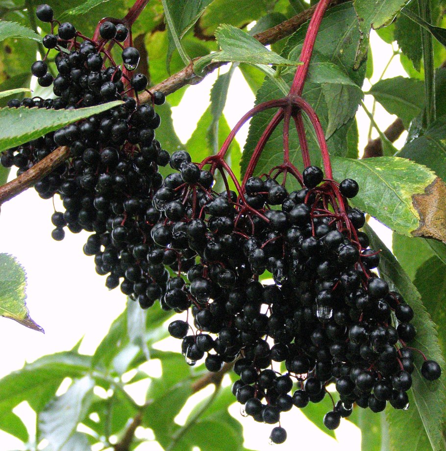 Бузина чёрная съедобная