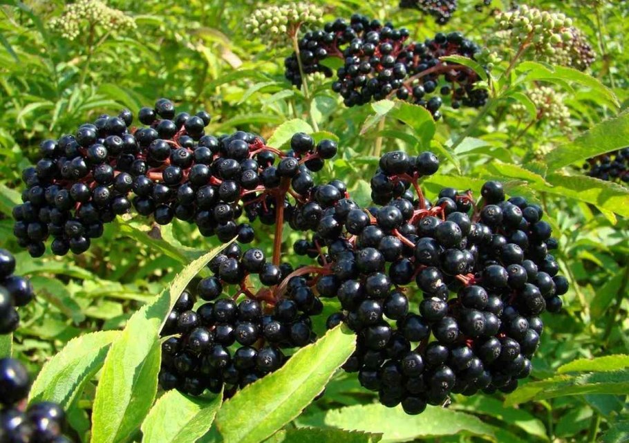 Бузина чёрная (Sambucus nigra l.)