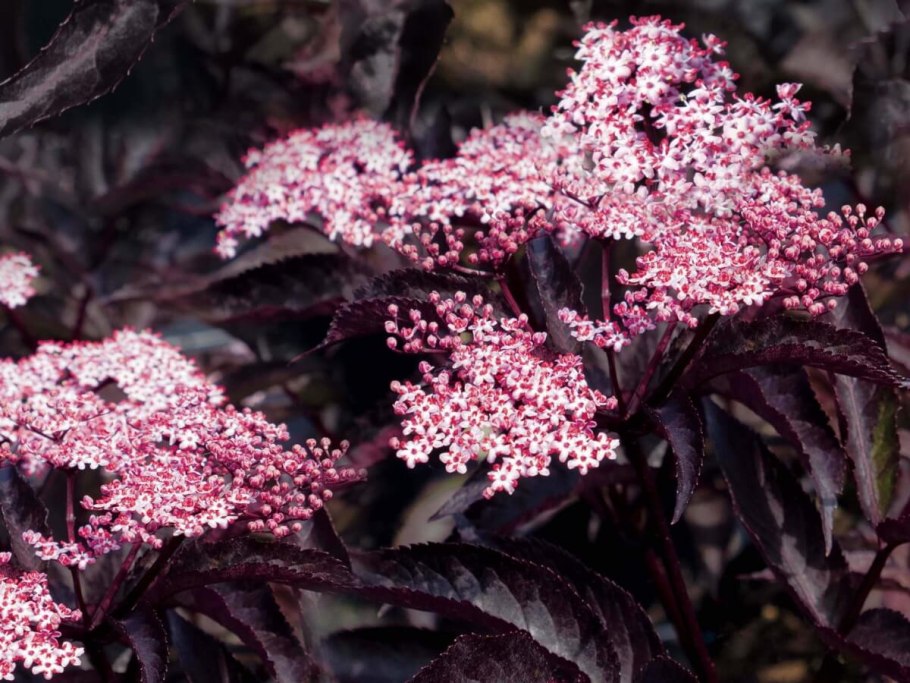 Бузина черная Блэк Бьюти