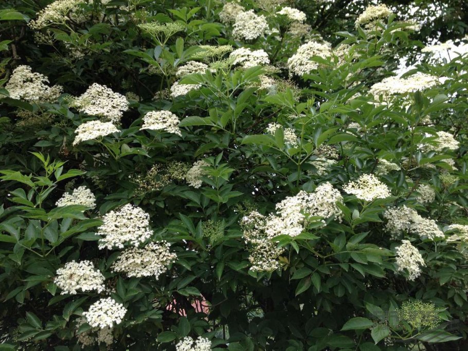 Бузина Sambucus nigra