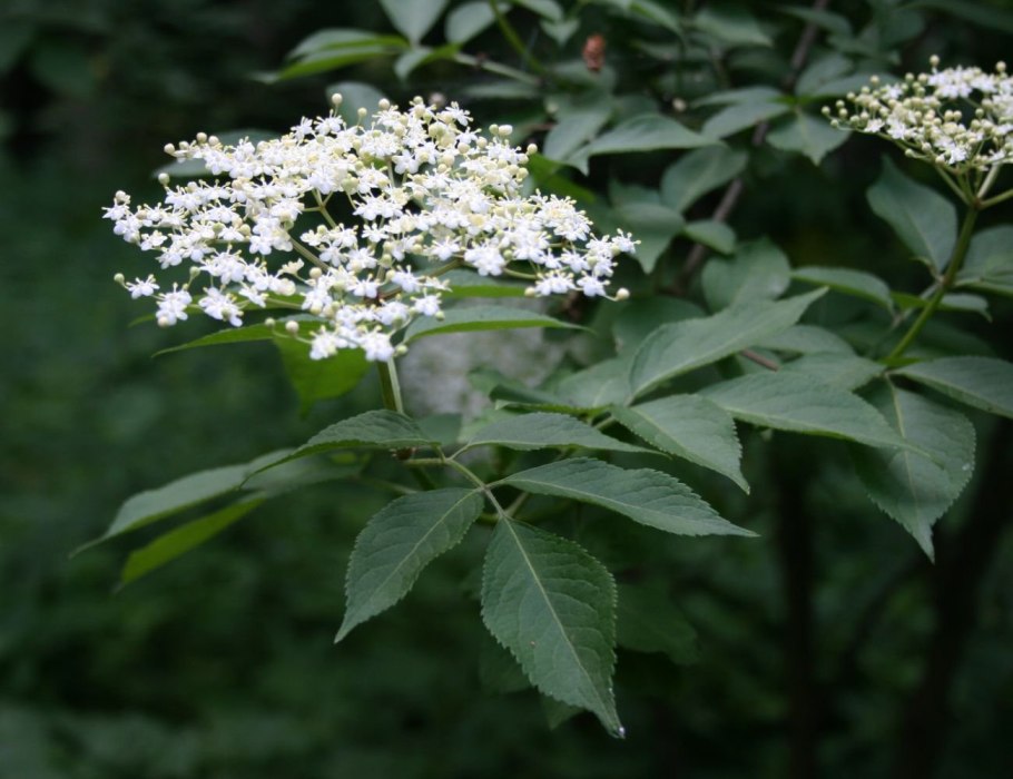 Бузина черная (Sambucus