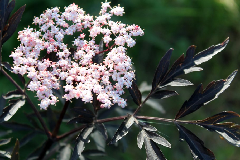 Бузина черноплодная