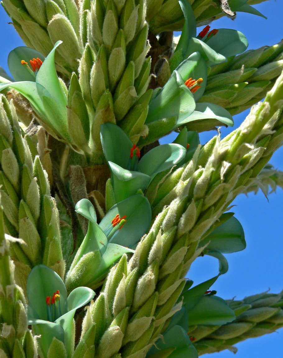 Trichocereus chiloensis