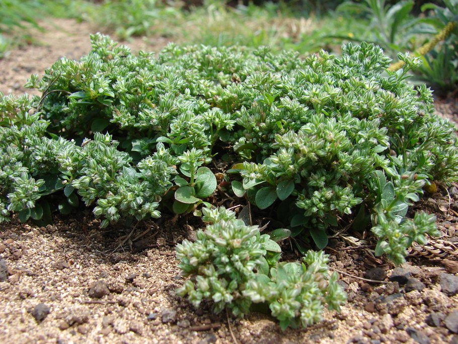 Polycarpon polycarpoides