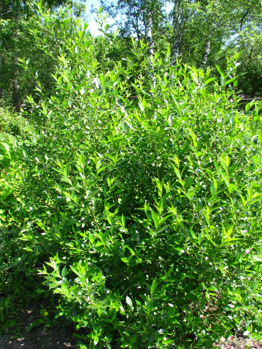 Ива пятитычинковая дерево