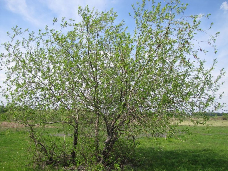 Ива чернотал