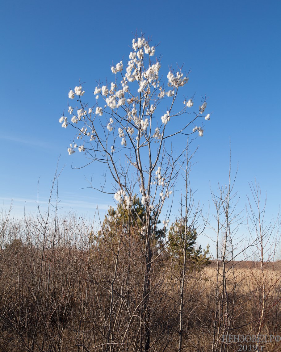 Ива пятитычинковая Salix pentandra