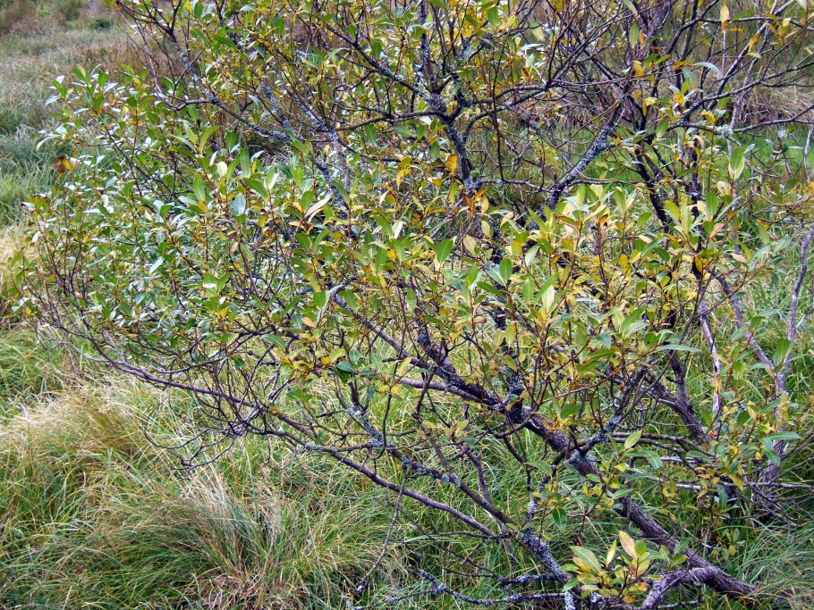 Ива чернотал