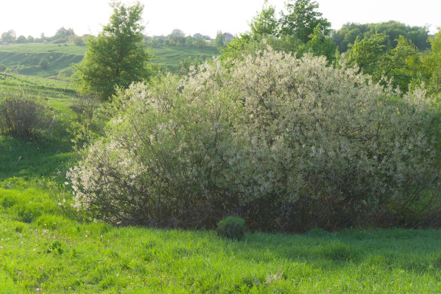 Ива пятитычинковая чернотал