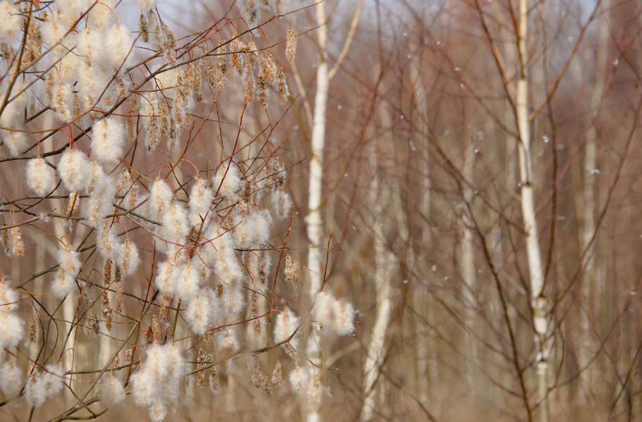 Салих пентандра Ива