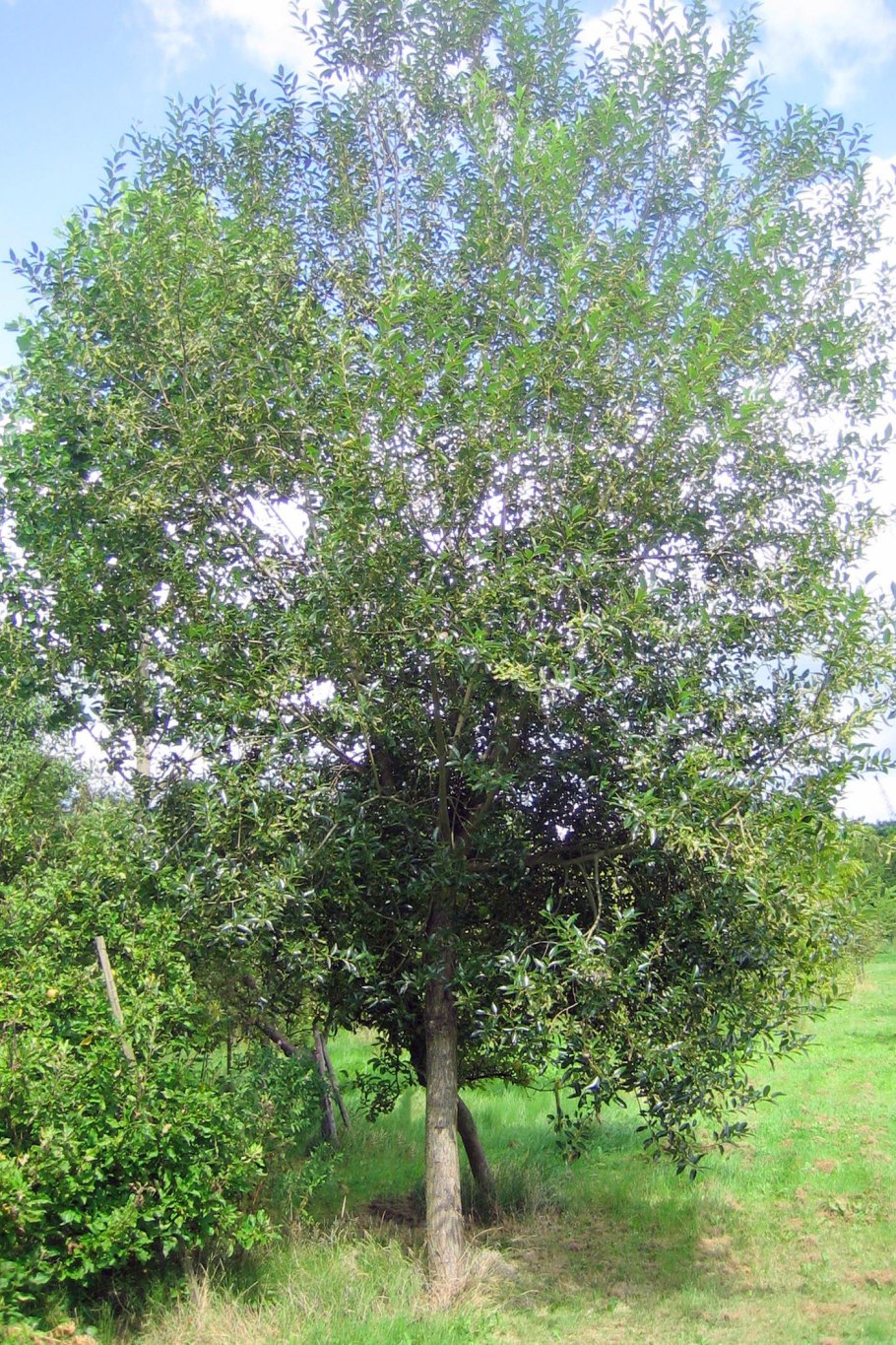 Ива пятитычинковая (Salix pentandra l.),