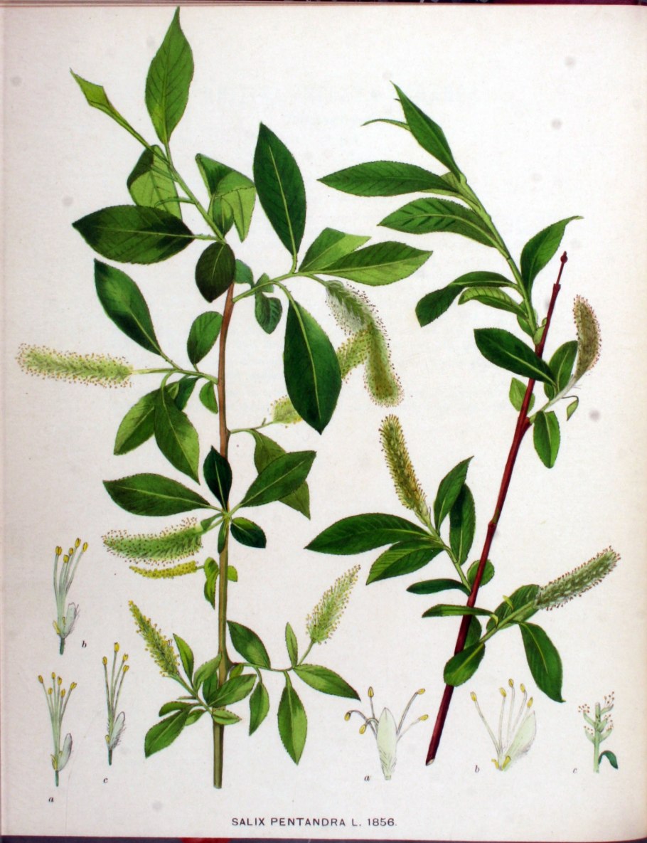 Ива пятитычинковая pentandra гербарий