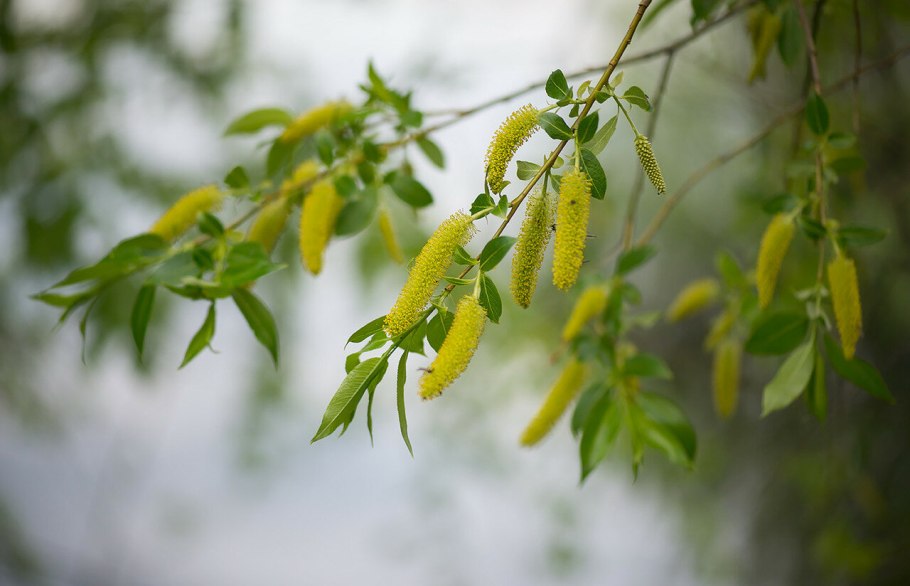 Ива пятитычинковая (Salix pentandra l.),