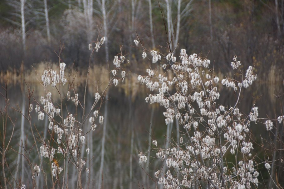 Ива пятитычинковая пух