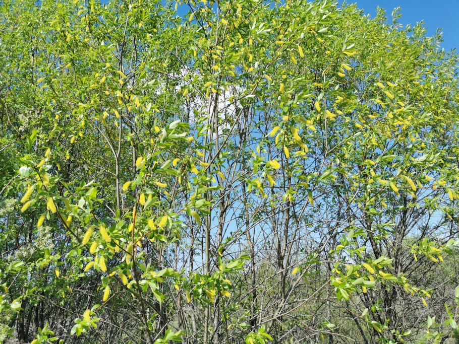 Ива пятитычинковая пух