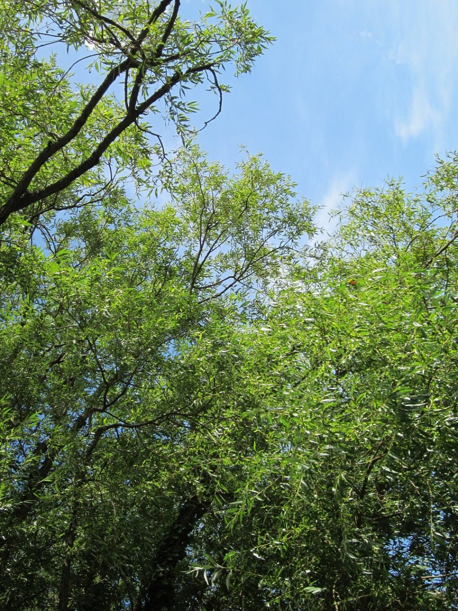 Тальник дерево