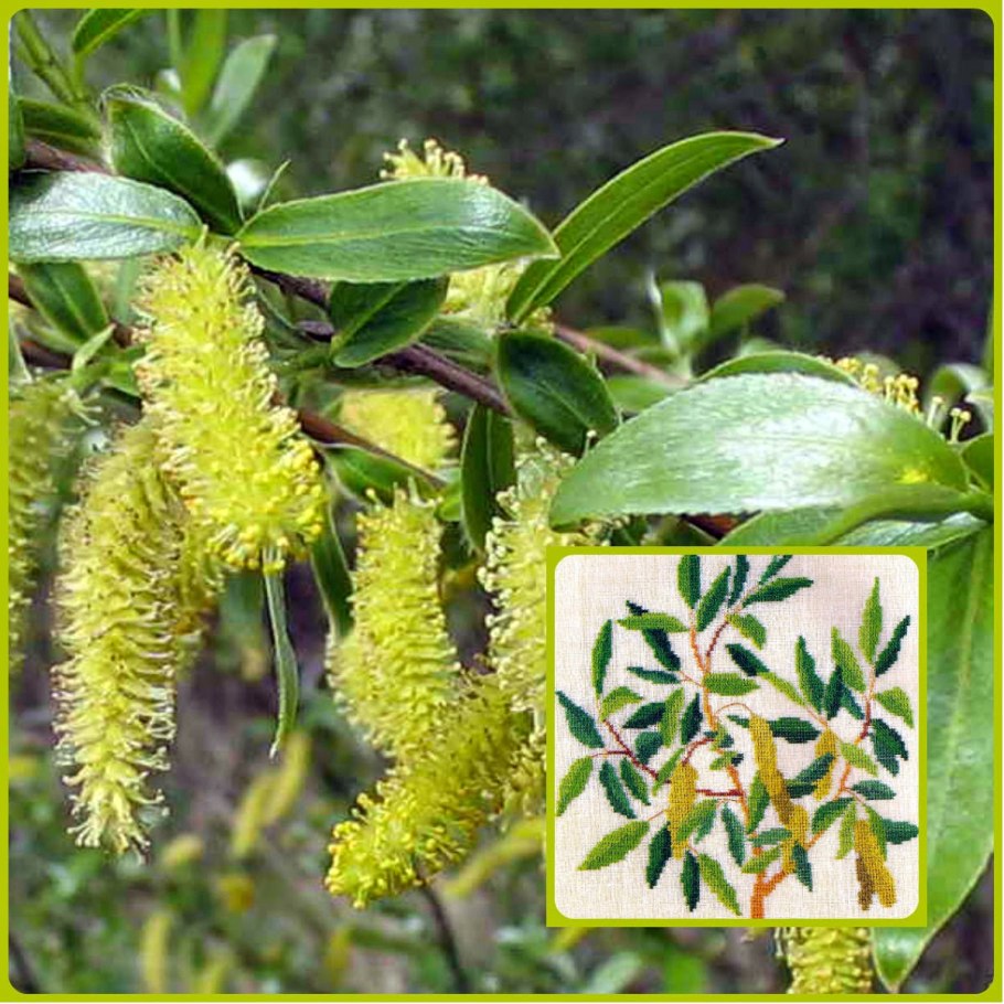 Ива пятитычинковая пух