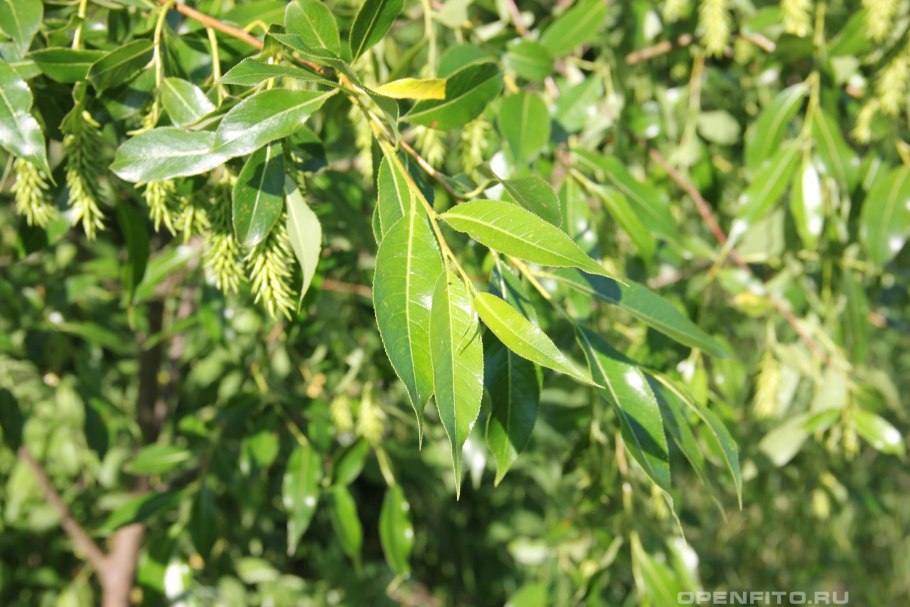 Блестяща листва ивы пятитычинковой