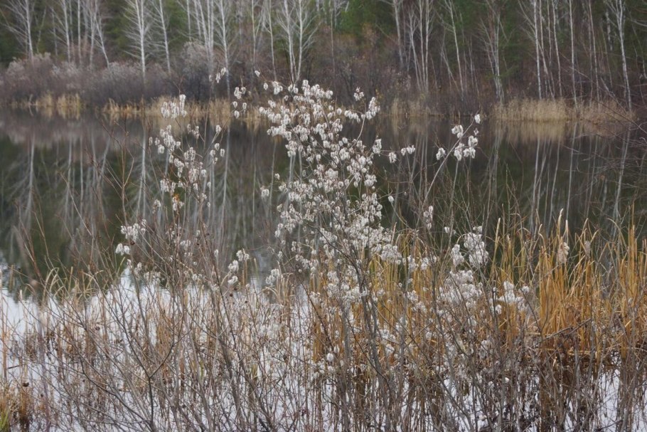 Ива круглолистная