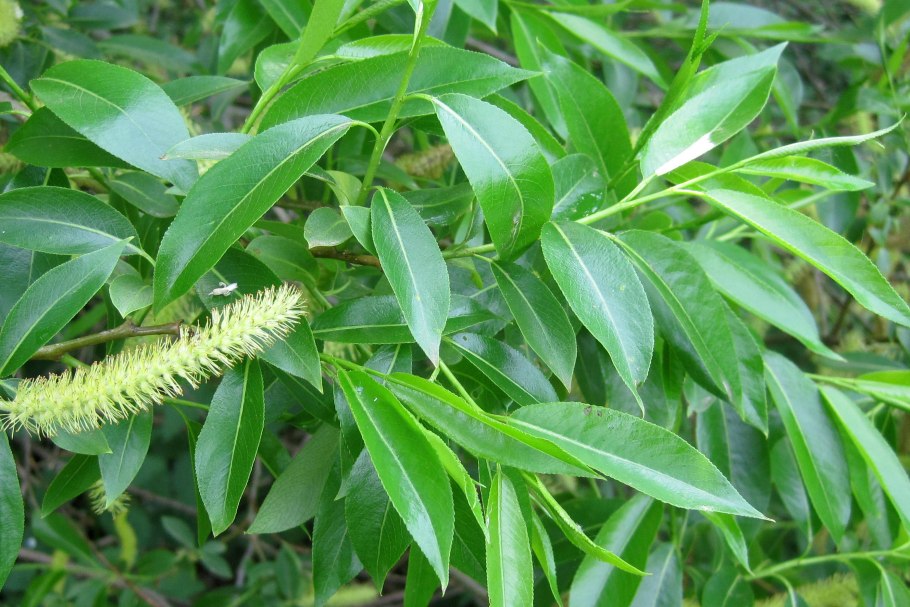 Ива чернотал