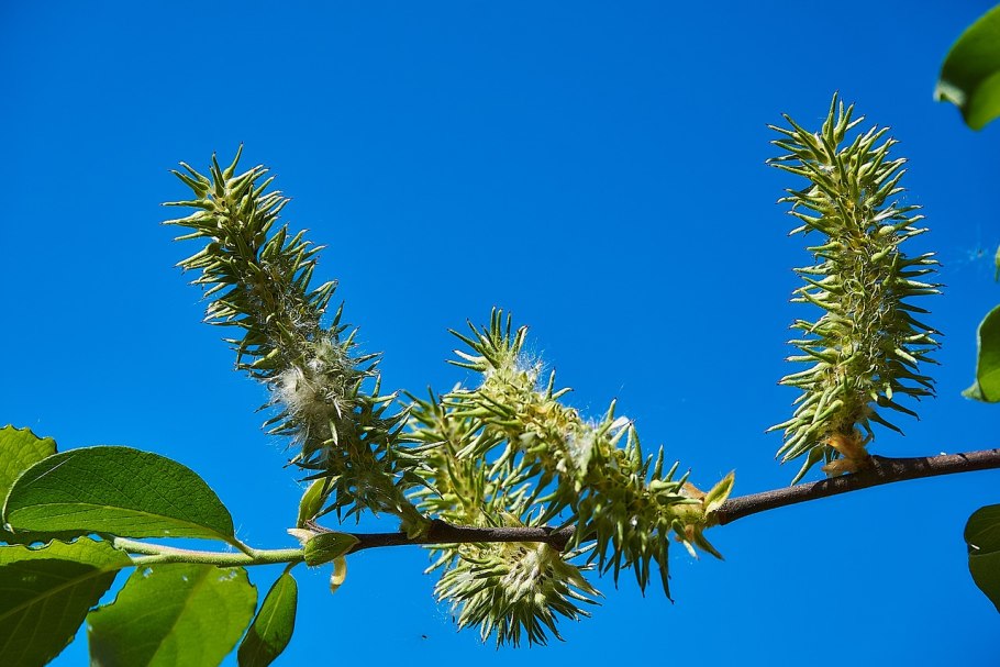 Ива круглолистная