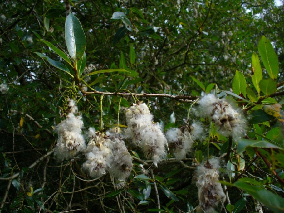 Ива белая, серебристая, ветла (Salix Alba)
