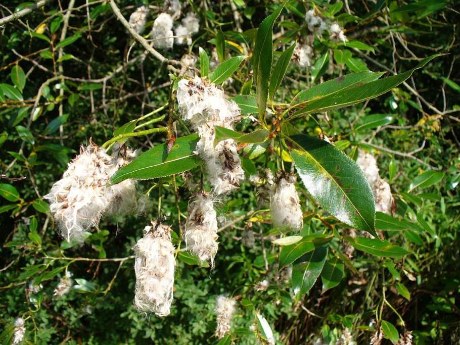 Сережки ивы