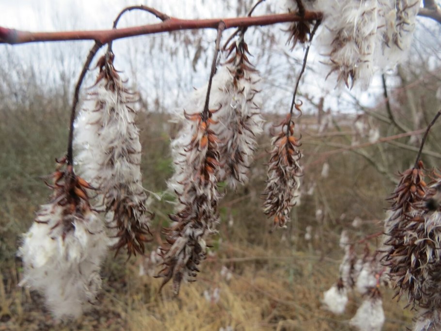 Salix Swierdłowskaja Izwilistaja II Ива