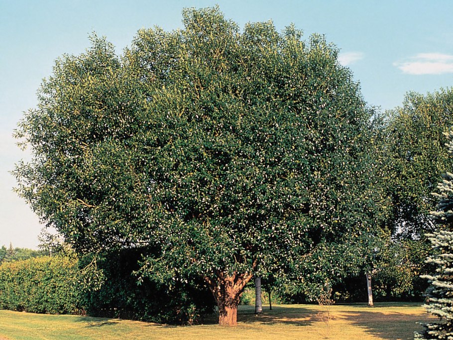 Ива пятитычинковая (Salix pentandra l.),