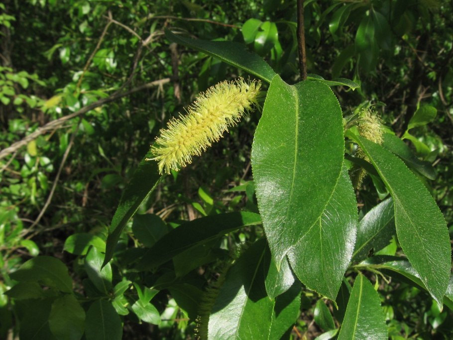 Ива пятитычинковая зимой