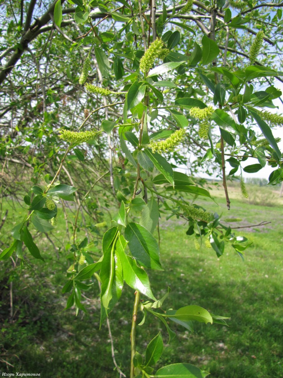 Ива чернотал