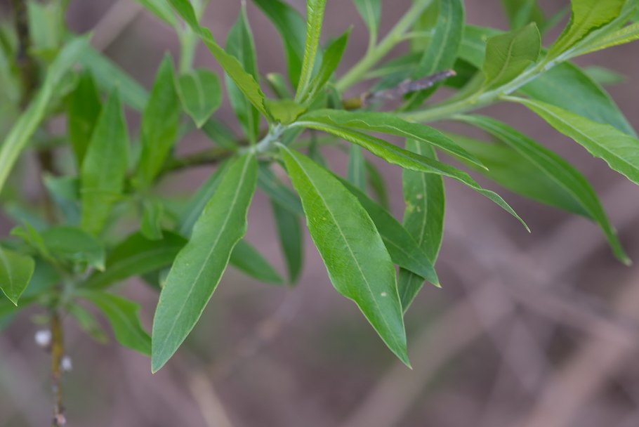 Ива Каспийская Нана