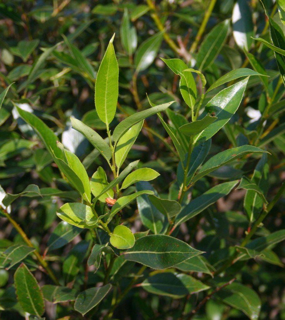 Ива сережки фото