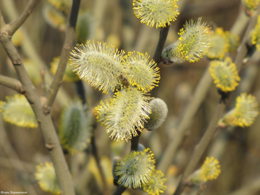 Ива пятитычинковая зимой