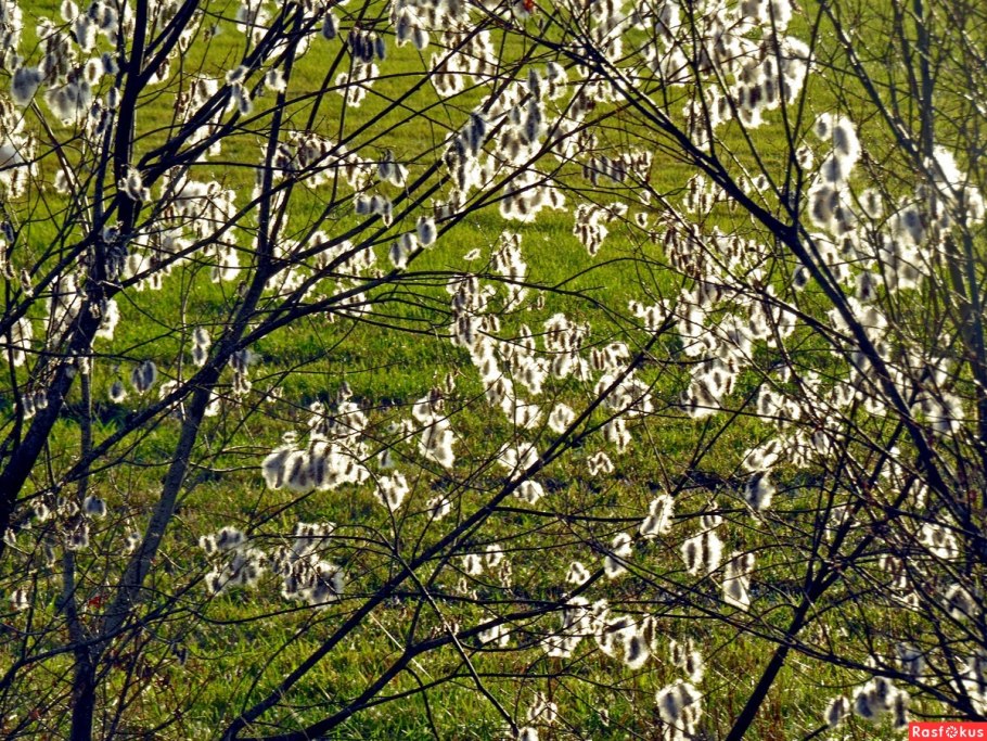 Ива пятитычинковая пух